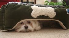 perro escondido debajo de su cama