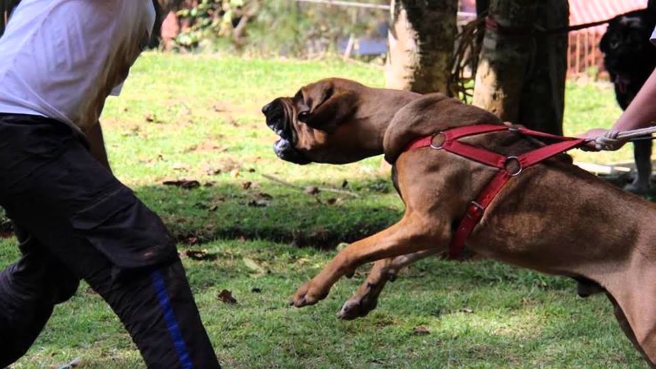 El filla brasileño, una raza de perro potencialmente peligrosa