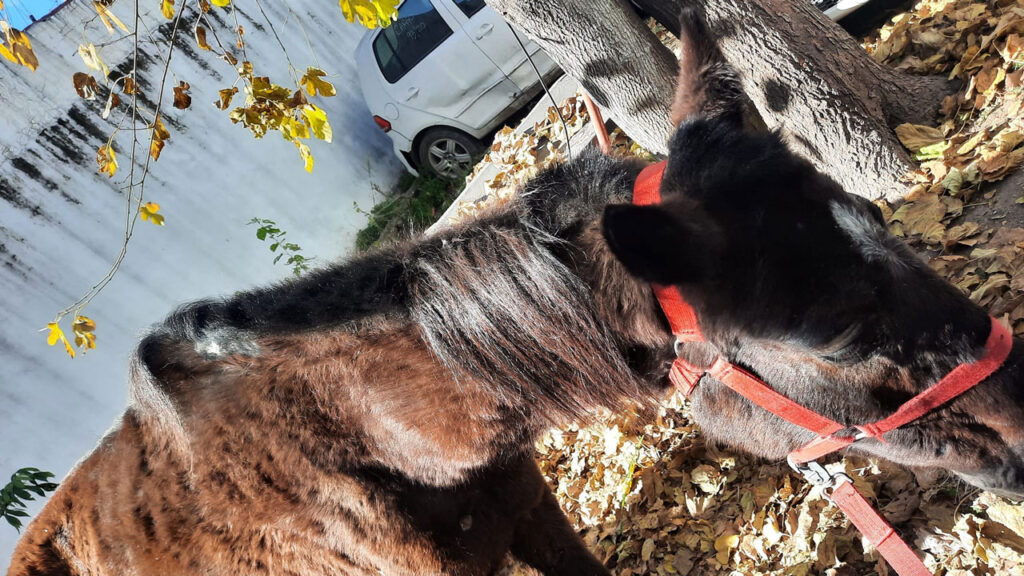 Caballo rescatado Chingolo