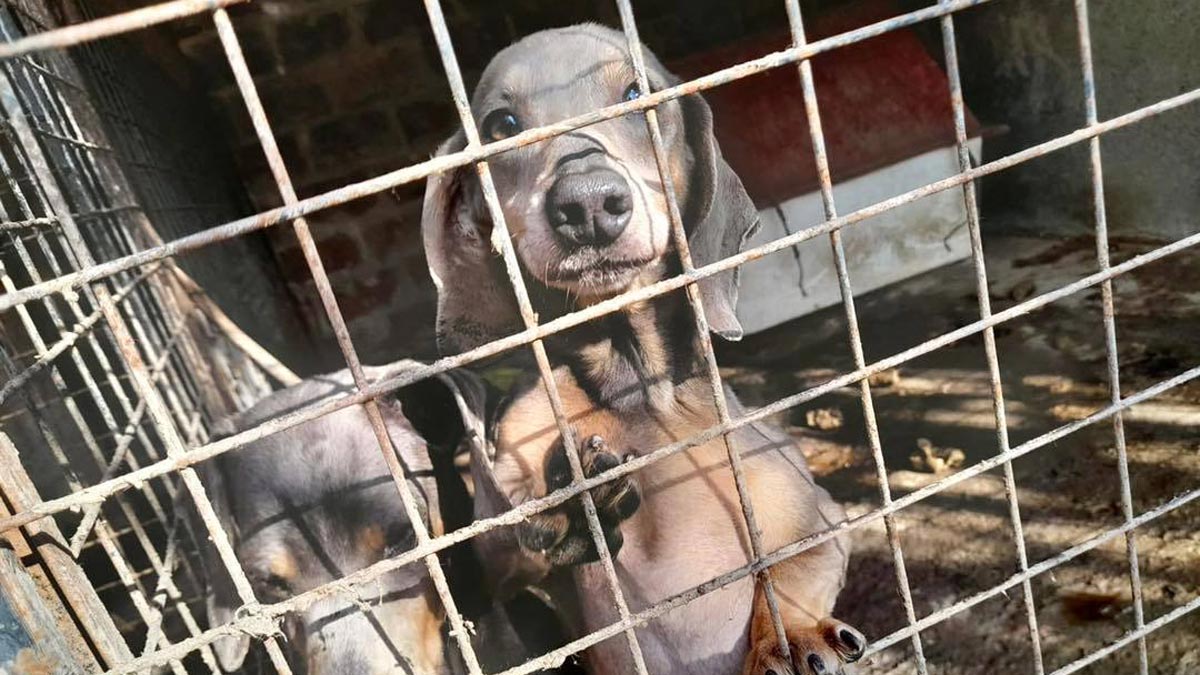 láser Prestado pedal Rescataron un centenar de perros salchicha de un criadero ilegal en  Temperley – InfoRegión