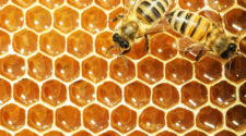 miel de abejas