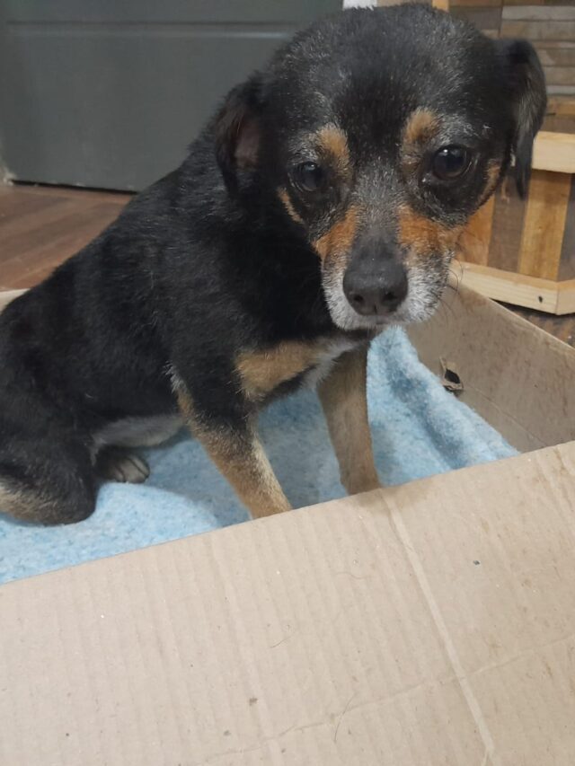 Un hogar para Vicky, la perrita rescatada en José Mármol