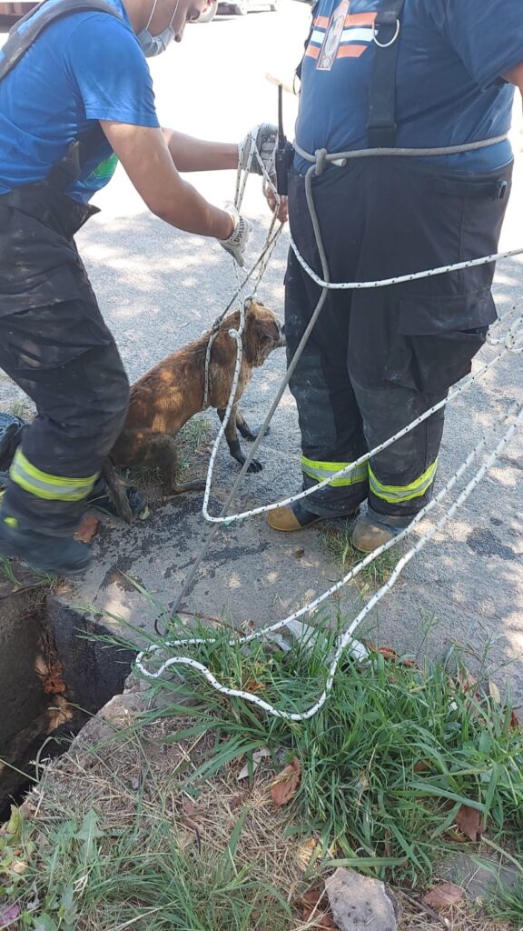 rescate perro lanus2