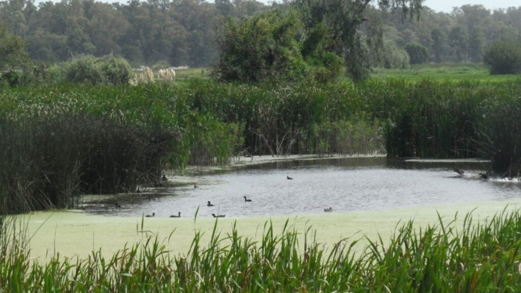 Laguna de rocha