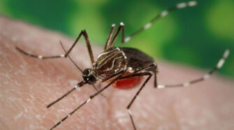 Mosquito Aedes Dengue