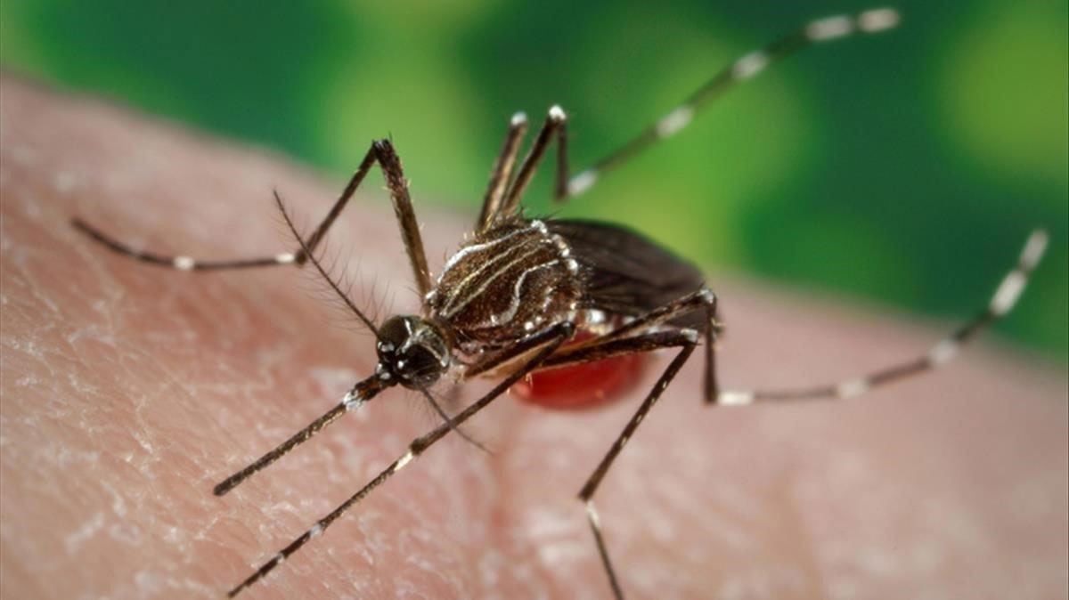 Mosquito Aedes Dengue