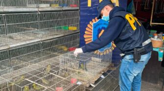 Red de tráfico de animales silvestre - Lanús