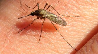 AEDES ALBIFASCIATUS MOSQUITOS