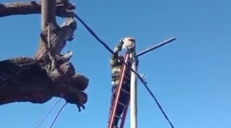 Rescate de mascotas en vísperas navideñas