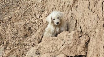 Rescate perro Burzaco