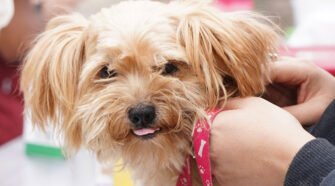 Operativo conjunto en Turdera por el Día del Animal