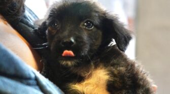 Perro - El Hospital de Mascotas en los barrios