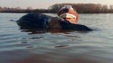 Ballena en Zárate