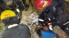 mascotas incendio