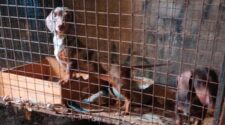 rescate criadero ilegal Burzaco