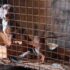 rescate criadero ilegal Burzaco