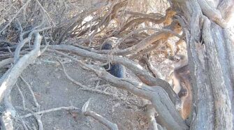 streaming pingüinos de magallanes