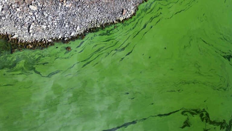 Cianobacterias: alerta naranja en Avellaneda y 16 municipios de la provincia de Buenos Aires
