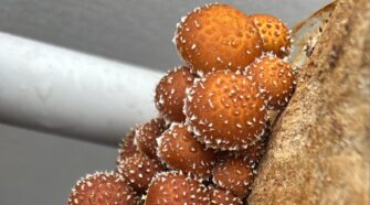 hongos alucinógenos