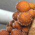 hongos alucinógenos