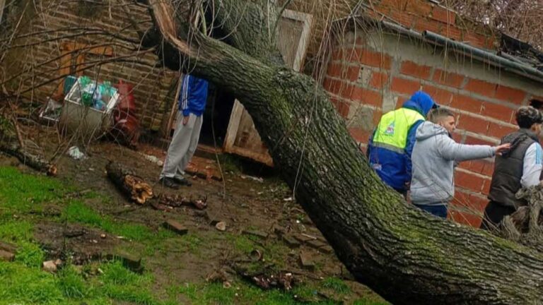 Cortes de luz, árboles caídos y zonas anegadas por el temporal